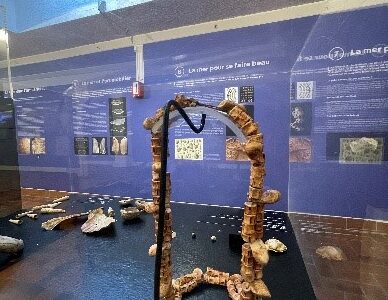 Petit éléphant, gros transport !